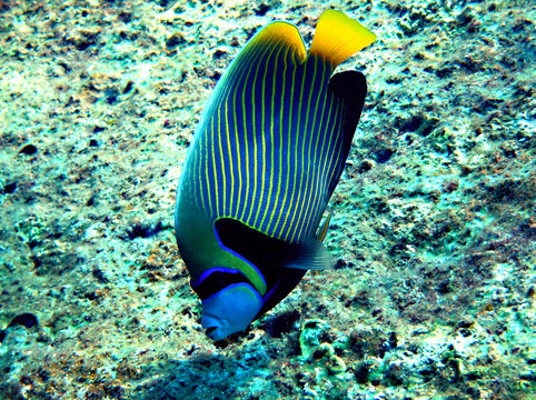 kofferfisch