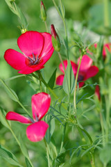 flowered meadow