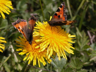 papillon © Gérard Sauze