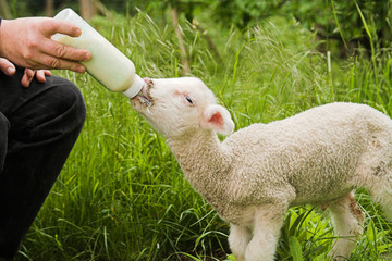 lamb feeding