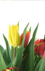 bouquet of colorful tulips on white