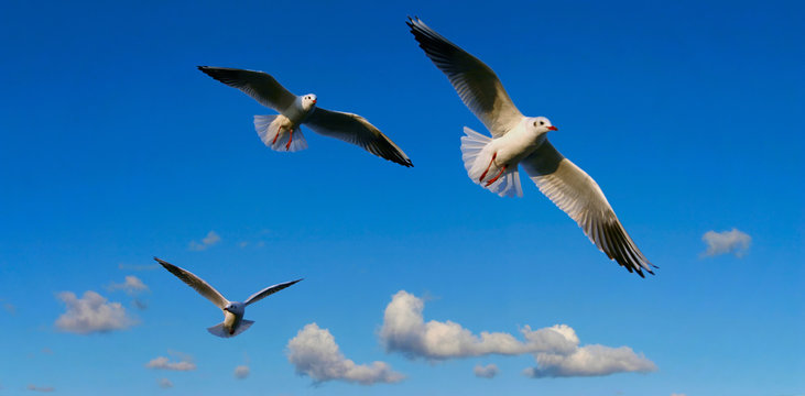 bright sky panorama  with seagulls