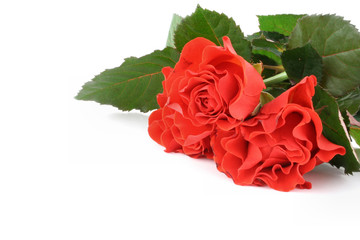bunch of red roses with copyspace