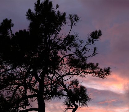 alberotramonto