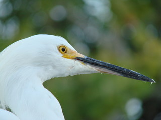 snowy egret on green