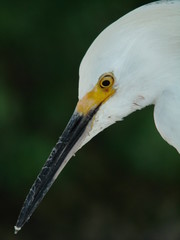 beak and eye