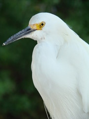 egret head and shoulders