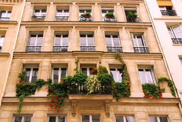 windows with ivy