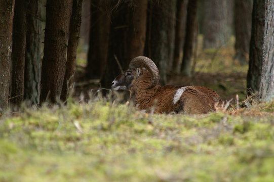 muffelwild