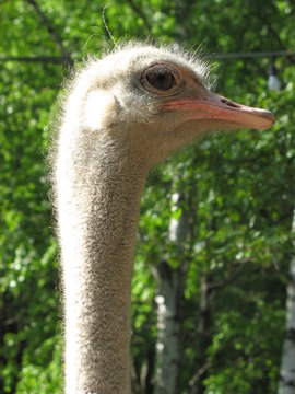 an ostrich head