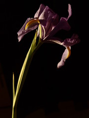 giglio viola