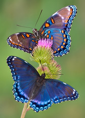 Obraz premium czerwono-plamiste fioletowe motyle
