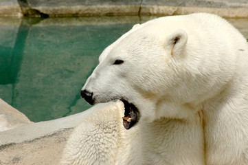 roaring polar bear