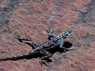 lezard