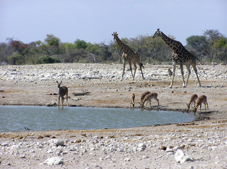 girafes et petites antilopes