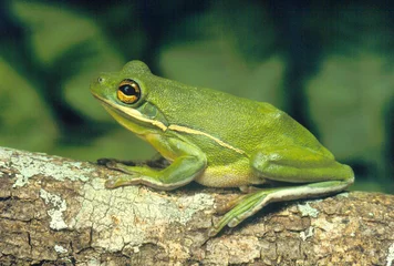 Papier Peint photo Lavable Grenouille green tree frog