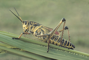 eastern luber grasshopper