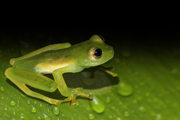 grüner frosch