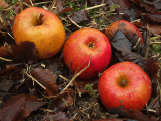 äpfel im obstgarten