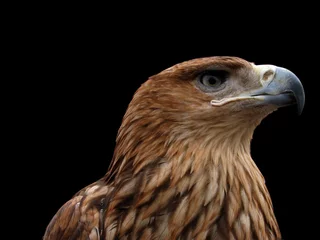 Crédence de cuisine en verre imprimé Aigle eagle