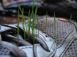 grass in shoe
