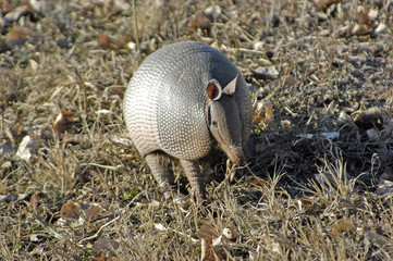 armadillo