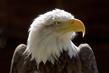 bald eagle