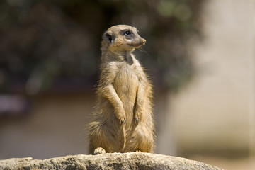 meerkat on rock - Powered by Adobe