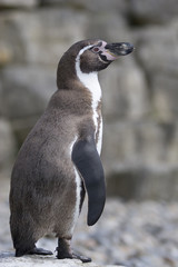 penguin on rock