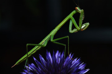 praying mantis