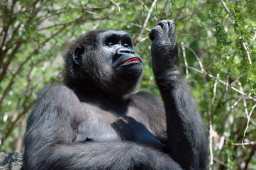 Image result for western lowland gorilla