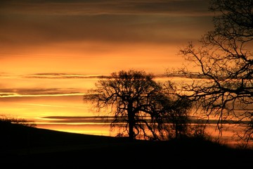 sunrise tree