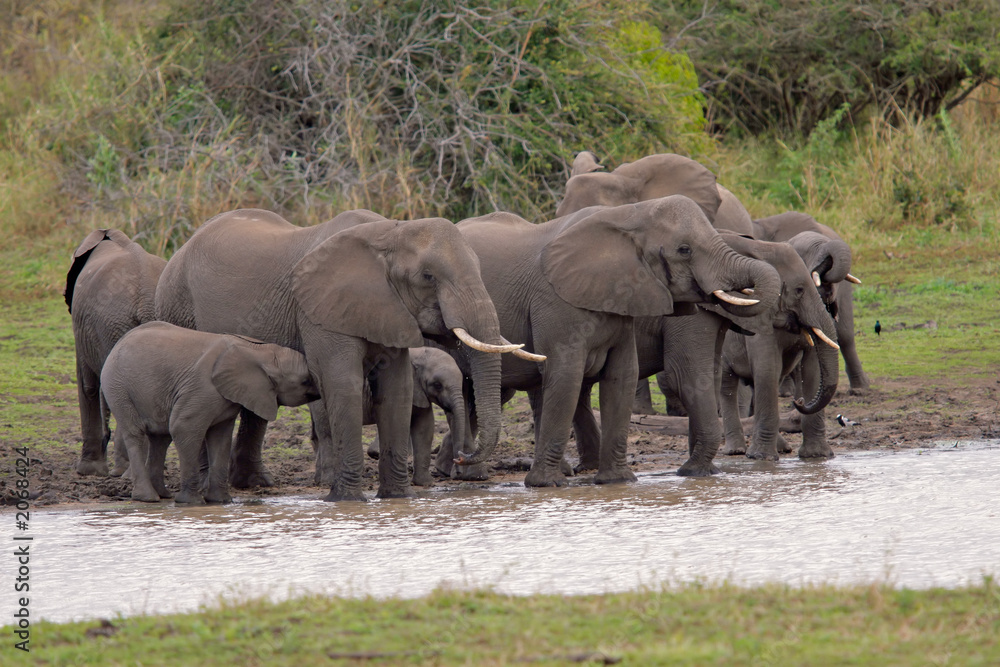 Poster african elephants