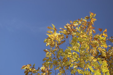 oak leaves