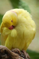 bird