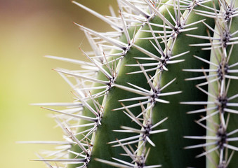 macro shot of cactus
