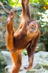 orang utan