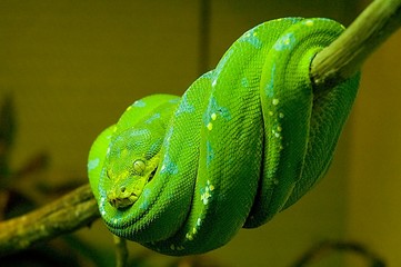 Obraz premium green snake