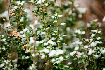 first dusting of snow