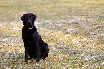 black lab stare