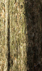 shag-bark hickory bark texture, color