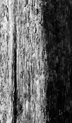 shag-bark hickory bark texture, bw