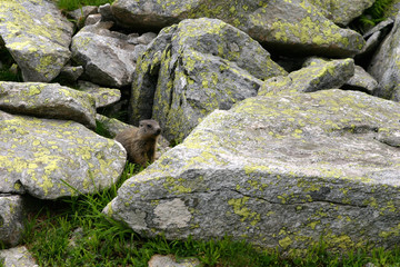 marmot between rocks