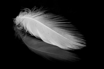 white feather on the black.