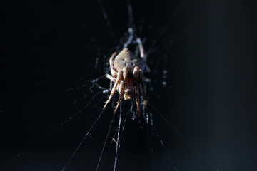 porch spider side light