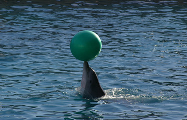 dauphin jongleur