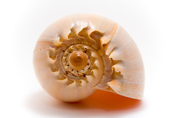 sea shell