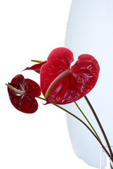 red anthurium