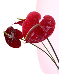 red anthurium blossoms