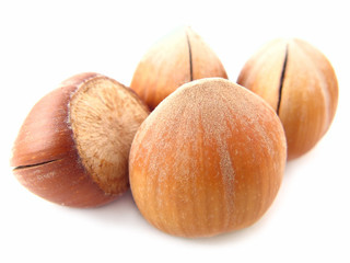 hazel nuts